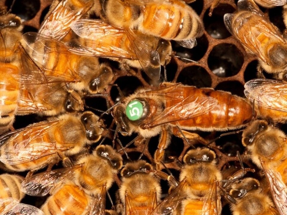 Bacteria are carried along with food and digested by the queen bee (here it’s the one with the number on her back). (Photo: Christofer Bang)