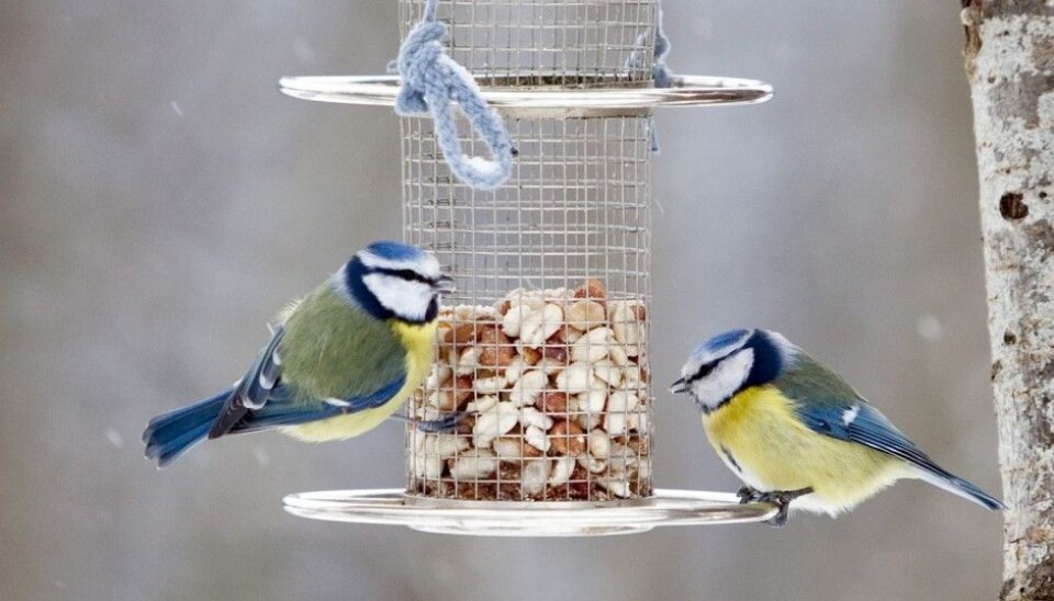 Two blue tits nibbling on nuts from a birdfeeder. Usually it is the great tit that benefits the most from people’s feeding of birds, according to Biologist Tore Slagsvold. (Photo: Paul Kleiven / NTB scanpix)