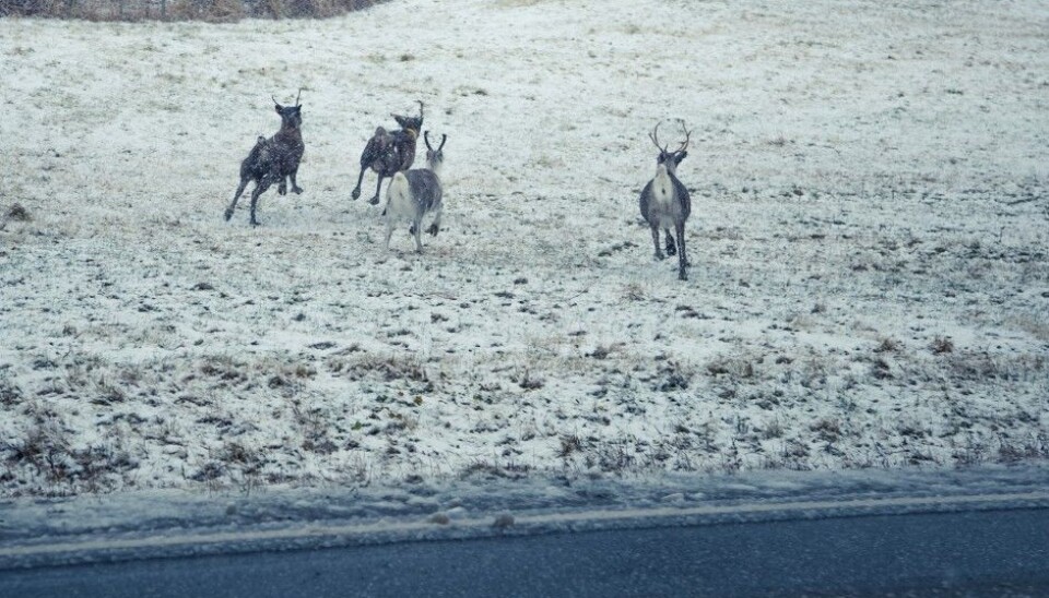 Wild reindeer are among the animals in Norway impacted in a negative way when roads are constructed across ancient migration routes. (Photo: Colourbox)
