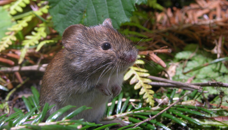 What's the reason this little fella all of a sudden gets lots of friends in the forest?