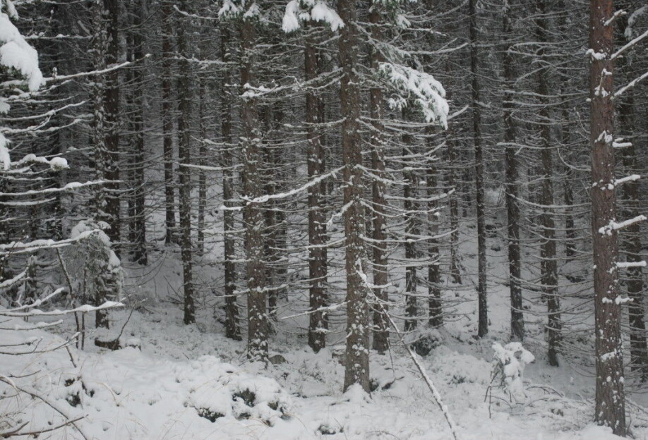 In the spruce forest up towards Skotjernfjell, the trees are close together and are all the same size. Bølstad calls this an extreme variant of planted forest.