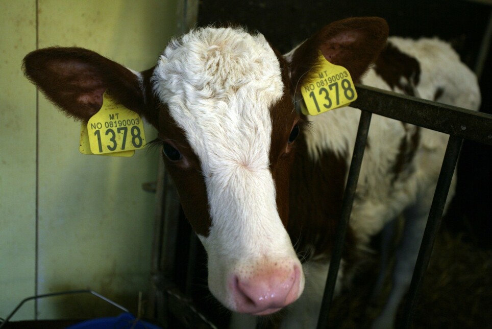 Calves are removed from their mothers immediately after birth on most Norwegian farms. They are moved to their own pen and do not suckle or have contact with their mother.