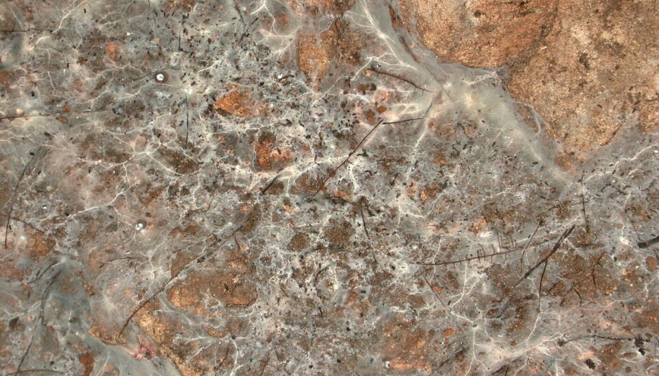 This is how the fungal threads of a mushroom can extend beneath the ground. Another term for these threads is hyphae. The fruiting body, which the mycelium produces for spreading spores, is made of densely packed hyphae, making them solid and hard. Some mushrooms can become woody like polypores on trees, while mushrooms like the chanterelles acquire a soft, yet firm form.
