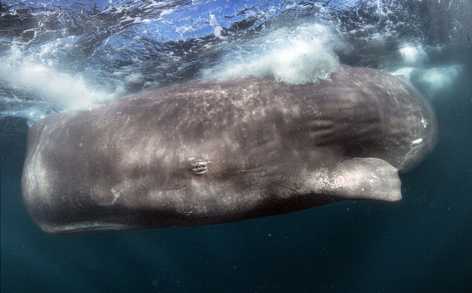 Eye to eye with a sperm whale. This photo was taken by researcher and photographer Audun Rikardsen.