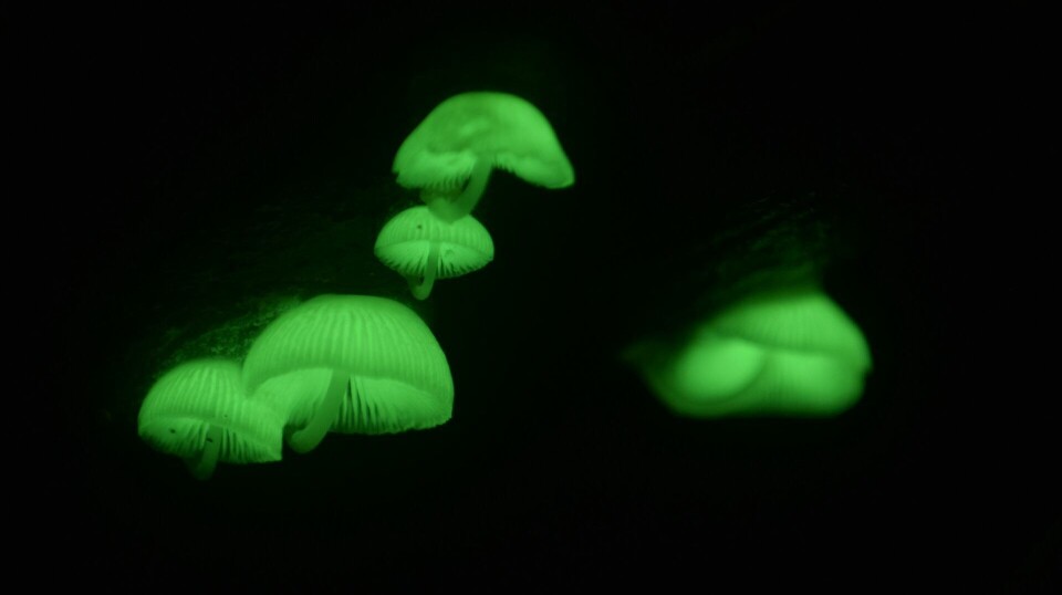 A bioluminescent (glow-in-the-dark) fungus in the Mycena genus found in Indonesia. Sopp