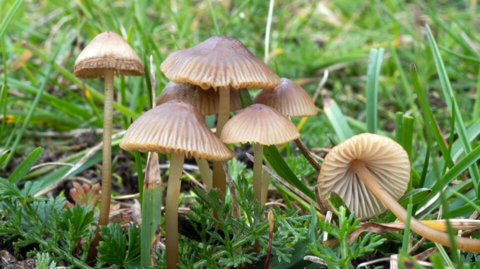 Mycena olivaceomarginata, the fungus with the largest fungal genome found to date. The fruiting body itself is two to eight centimetres tall.