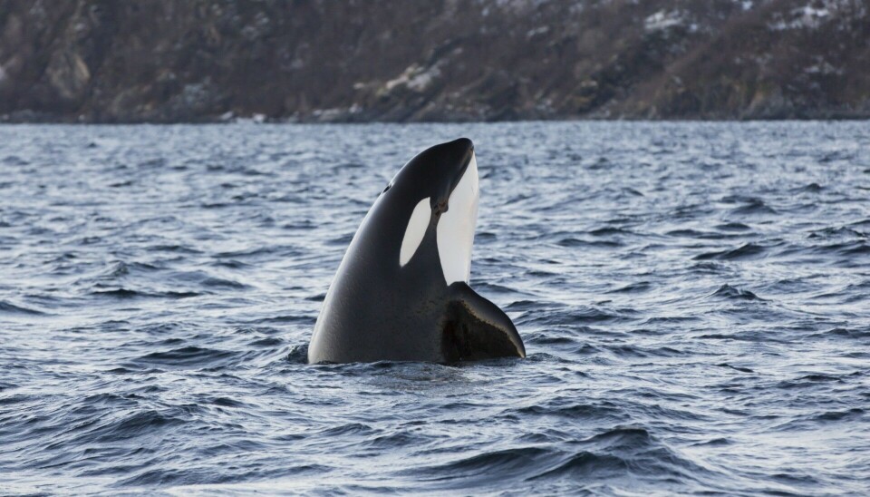 An orca looking for prey at the surface in what is called 'spy-hopping.'