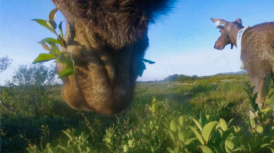 The photos show us what the moose eat and how they spend their time. Nærbilde av munnen til elg som spiser. En annen elg ser ut mot horisonten.