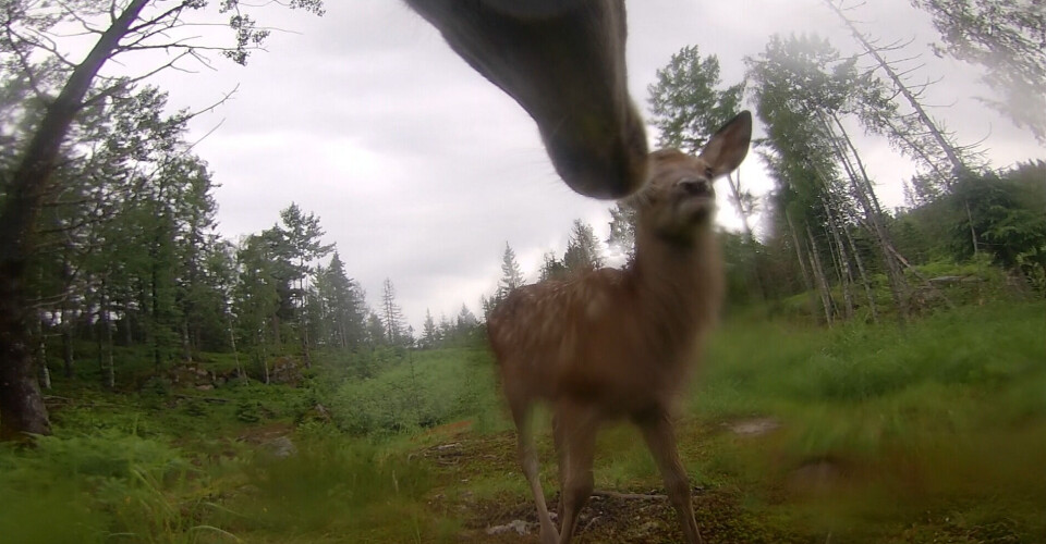 A doe filmed herself while she was grooming her calf in Larvik municipality. En hjortekalv og snuten til moren.